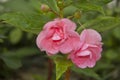 Impatiens balsamina. Pacar air Royalty Free Stock Photo