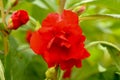 Impatiens balsamina with red flowers blossom and green leaves. S Royalty Free Stock Photo