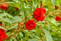 Impatiens balsamina with red flowers blossom and green leaves. S Royalty Free Stock Photo