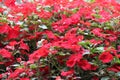 Impatiens Balsamina Red Flowers Royalty Free Stock Photo