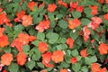 Impatiens Balsamina Red Orange Flowers Royalty Free Stock Photo