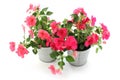 Impatiens balsamina, two flowerpot, white background Royalty Free Stock Photo