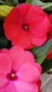 Impatiens beautiful flower