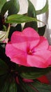 Impatiens beautiful flower