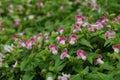 Impatiens is blooming.