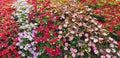 Impatiens bushes with multi-colored flowers Royalty Free Stock Photo