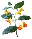 Impatiens capensis Wildflower Royalty Free Stock Photo