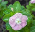 Impatiens Covered in Dewdrops