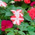 Impatiens flower