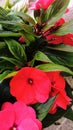 Impatiens flower decoration of summer gardens