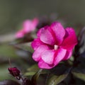 Impatiens Flower