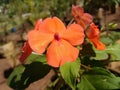 Impatiens - Flower