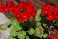 Impatiens flowers on flower bed in the garden