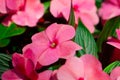 Impatiens flowers Royalty Free Stock Photo