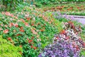 Impatiens flowers