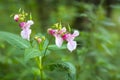 Impatiens glandulifera blossom delicate pink flower Himalayan balsam close-up