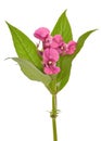 Impatiens glandulifera flowers