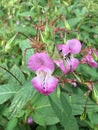 Impatiens Glandulifera flowers and seeds Royalty Free Stock Photo