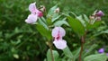 Impatiens glandulifera flower.