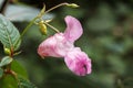 Impatiens glandulifera flower