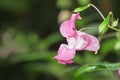 Impatiens glandulifera flower