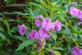 Impatiens glandulifera plant