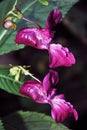 Impatiens glandulifera Policeman`s Helmet, Bobby Tops, Copper Tops, Gnome`s Hatstand, Policeman`s Helmet, Bobby Tops, Copper Top Royalty Free Stock Photo