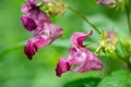 Impatiens Glandulifera Royle plant known as Himalayan balsam Royalty Free Stock Photo