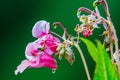 Impatiens glandulifera wild flower closeup