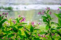 Impatiens glandulifera wild flower near river