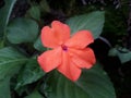 Impatiens hawkeri flowers are blooming