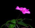 Impatiens hawkeri (New Guinea impatiens) on black background.