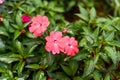 Impatiens hawkeri or the New Guinea impatiens flowers growing Da Lat in Vietnam