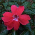 Red Impatiens Hawkery With Green Leaves Background