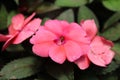 Impatiens hawkeri or painted kiss