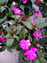Impatiens hawkeri `Sunpatiens Compact` Pink Royalty Free Stock Photo