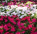 Impatiens Royalty Free Stock Photo