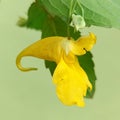 Impatiens noli-tangere