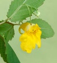 Impatiens noli-tangere Royalty Free Stock Photo