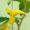 Impatiens noli-tangere Royalty Free Stock Photo