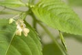 Impatiens parviflora