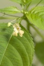 Impatiens parviflora