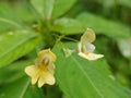 Impatiens parviflora