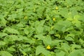 Impatiens parviflora small balsam, small-flowered touch-me-not yellow flowers Royalty Free Stock Photo