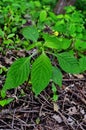 Small Balsam, Impatiens parviflora