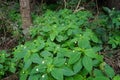 Impatiens parviflora, small balsam, or small-flowered touch-me-not, is a species of annual herbaceous plants. Berlin, Germany Royalty Free Stock Photo