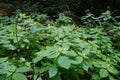 Impatiens parviflora, small balsam, or small-flowered touch-me-not, is a species of annual herbaceous plants. Berlin, Germany Royalty Free Stock Photo