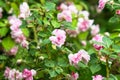 Lush blooming inflorescences and buds of pale pink double-flowered Impatiens walleriana in the garden Russia. Royalty Free Stock Photo