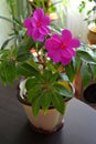 Impatiens in a pot on the table