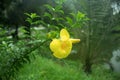 Impatiens prefer humus-rich flowering plants